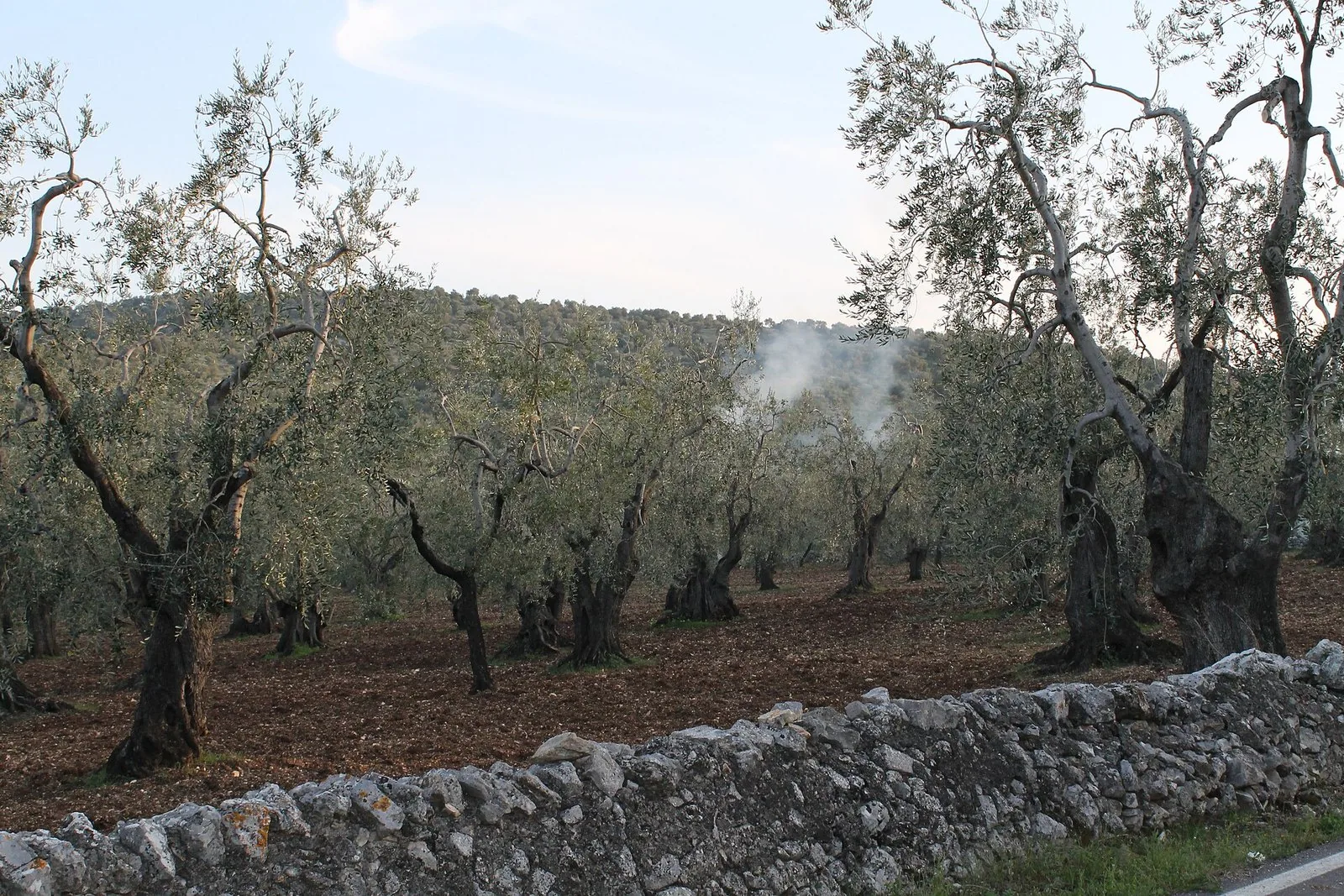 Le campagne coltivate dell'entroterra pugliese
